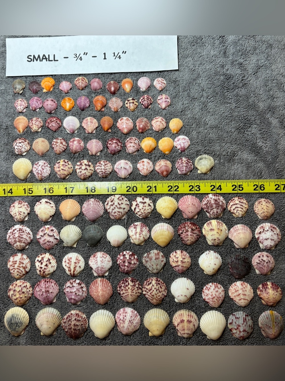 100 - Sanibel Island Scallop Seashell Collection - Small Size 3/4” - 1 1/4”.
